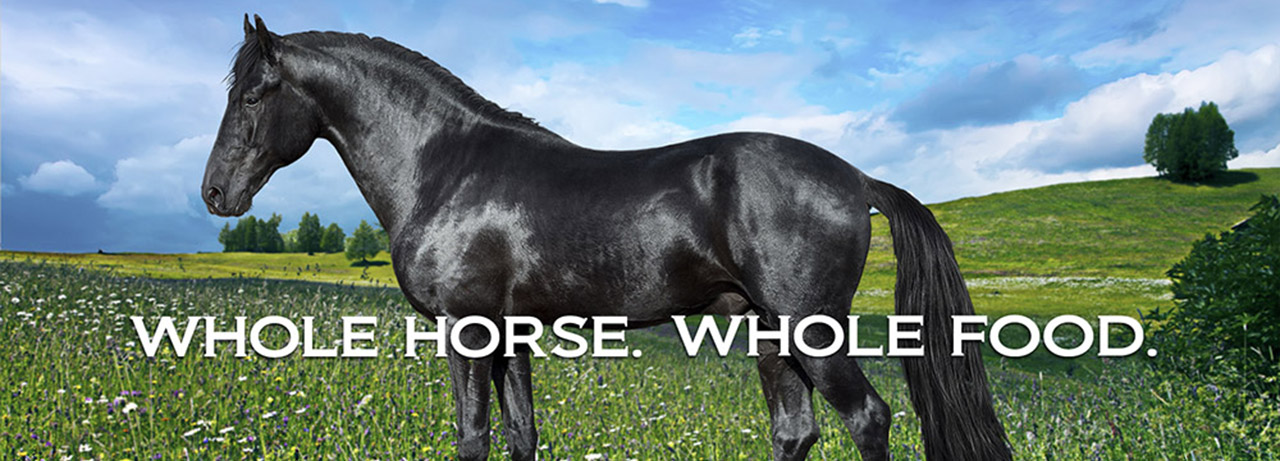 How to Feed a Horse: Understanding the Basic Principles of Horse Nutrition